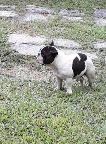 Macho adulto Bulldog Francês