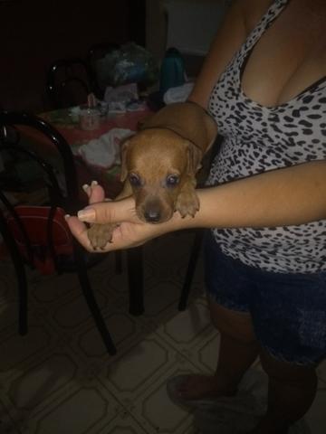 Vendo - Foto 2