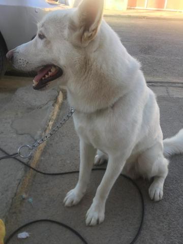 Husky pra cobertura