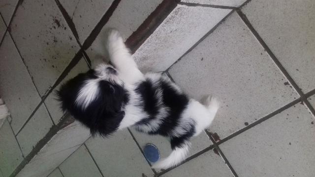 Cachorro da raça Shitzu - Foto 3