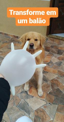 Golden retriever para cruza - Foto 2