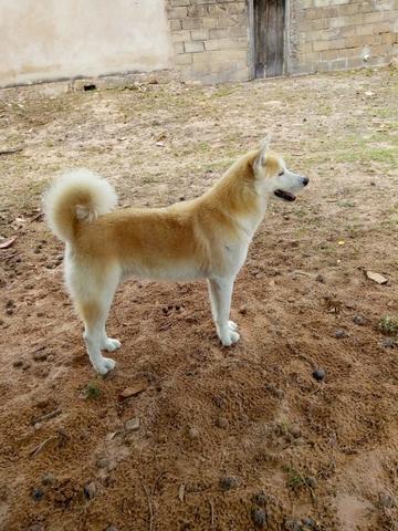 Akita