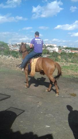 Cavalo - Foto 5