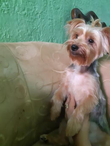 Yorkshire terrier - Foto 2