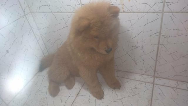 Cachorro - Foto 5