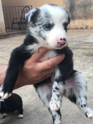 Filhote de Border Collie fêmea