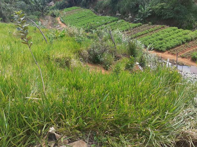 Terreno - Foto 6