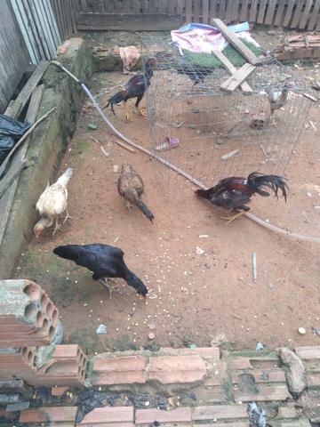 Vendo galinhas indianas, ao todo são 6 galinhas