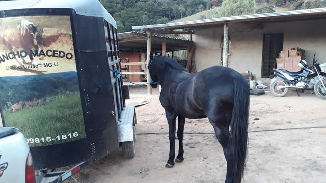 Cavalo - Foto 4