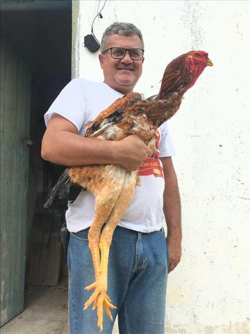 Galos Índio Gigante Bahia 71- * - Foto 2