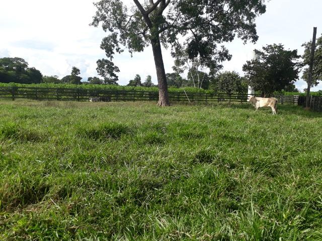 Área para confinamento ou laticínio na comunidade olho dagua na BR 364 a 30 km de Cuiabá - Foto 19