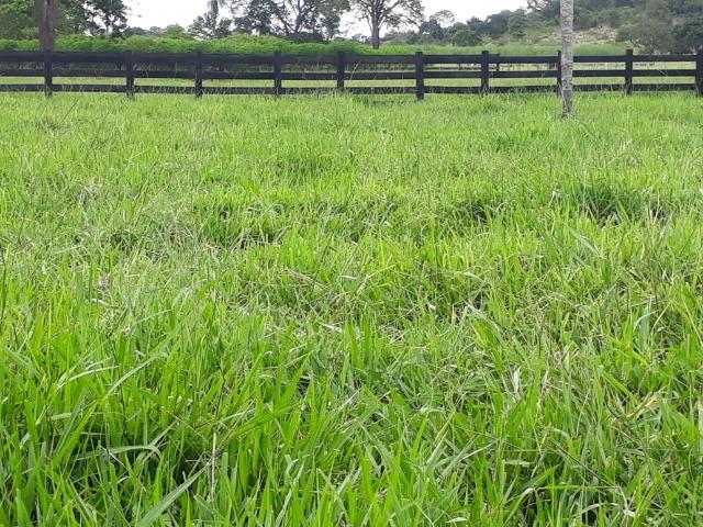 Área para confinamento ou laticínio na comunidade olho dagua na BR 364 a 30 km de Cuiabá - Foto 7