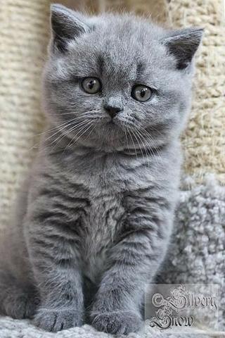 British short hair
