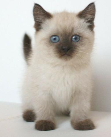 Ragdoll-vacinado castrado e vermifugado - Foto 2