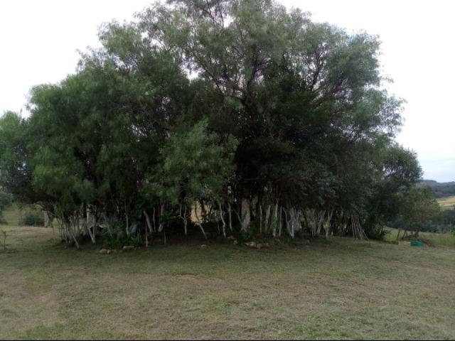 Vendo Sitio,valor:160.000,00 - Foto 8