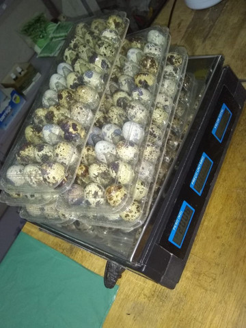 Ovos galados