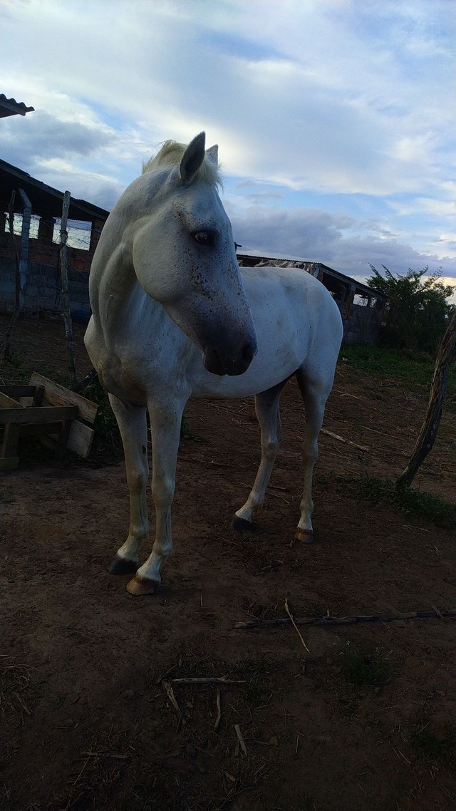 Cavalo pra vender hoje. Preciso do dinheiro