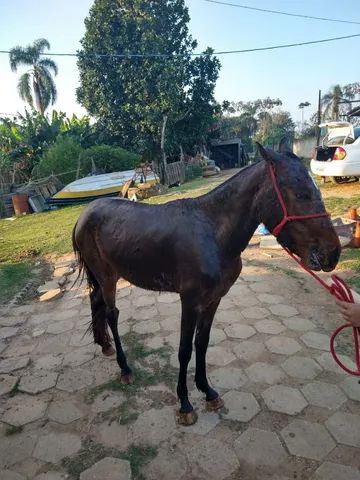 Cavalos de Salto  São Bernardo do Campo SP