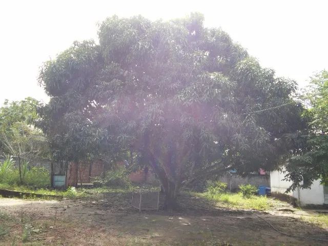 Vendo Sítio em Camaçari - Foto 5