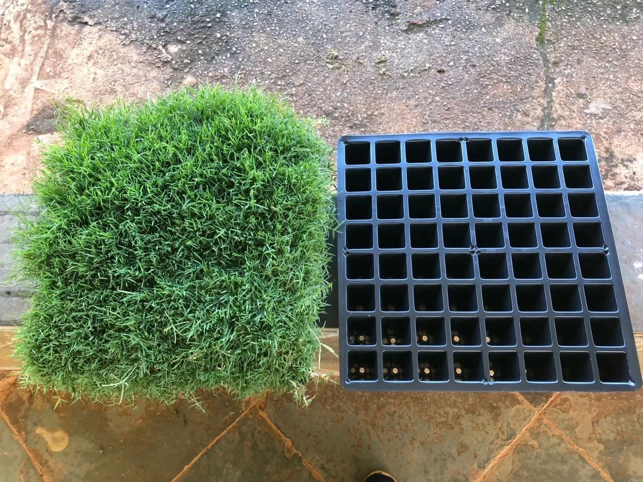 Grama Para Campos,Jardim,Represas etc  - Foto 2