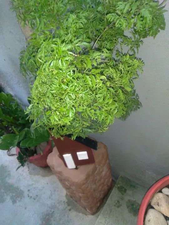 Planta ornamental com o vaso - Foto 3