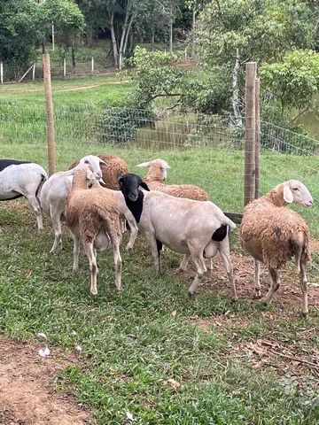 Ovelhas - Foto 3