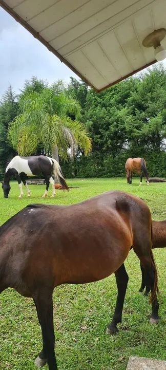 Cavalos e éguas MM registrados para venda - Foto 3