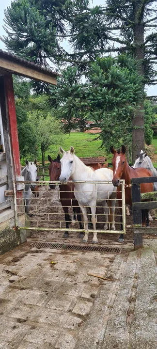 Cavalos e éguas MM registrados para venda