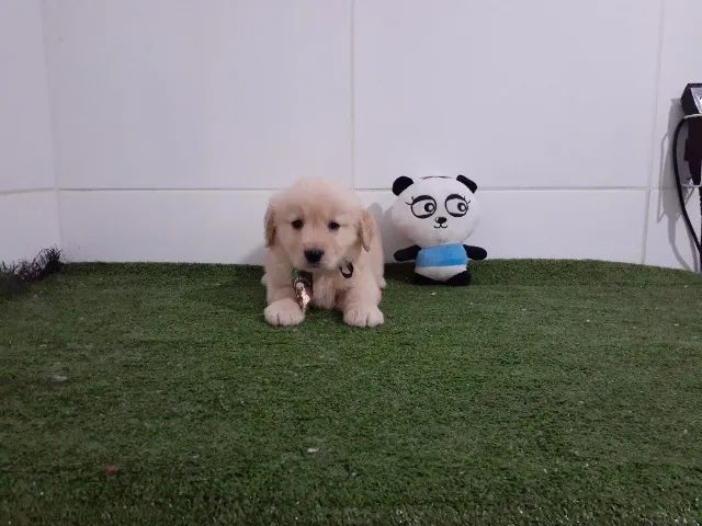 Lindos Golden Retriever Fêmea e Macho - Foto 3