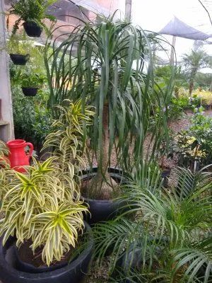 Plantas ornamentais Criciúma SC. - Foto 4