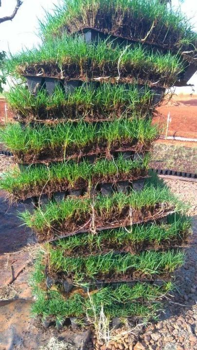 Grama Para Campos,Jardim,Represas etc  - Foto 3