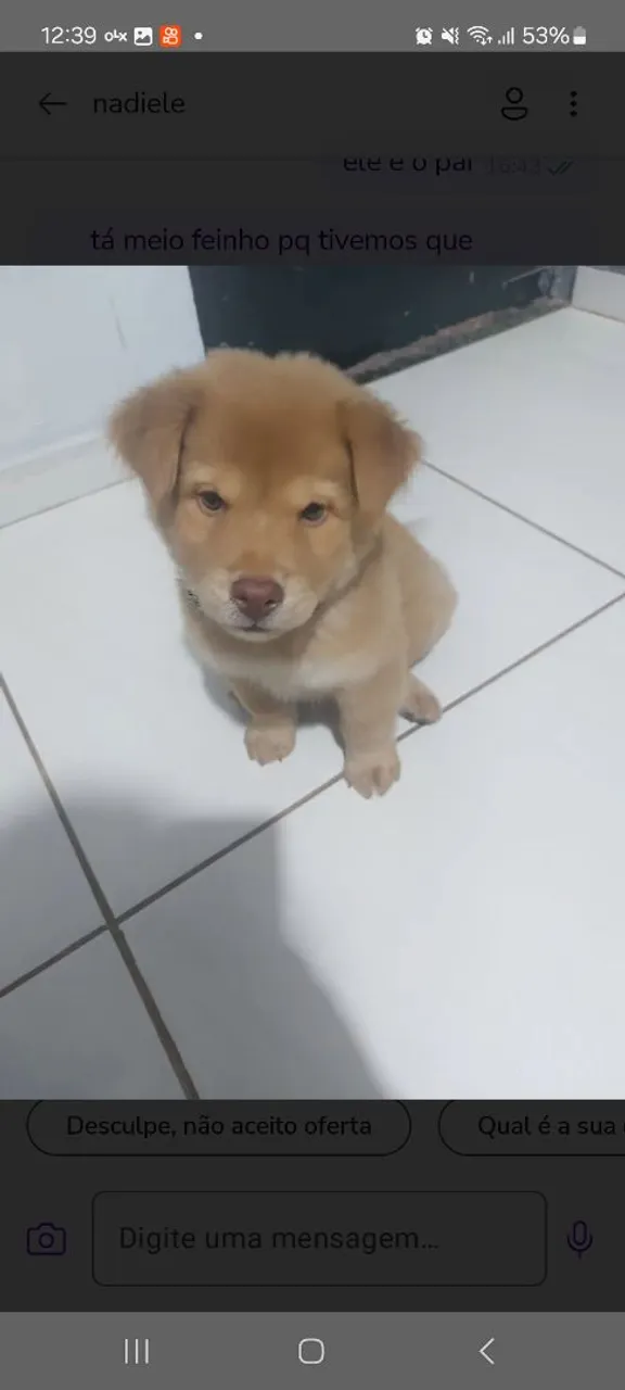 Filhote de chow chow com rottweiler