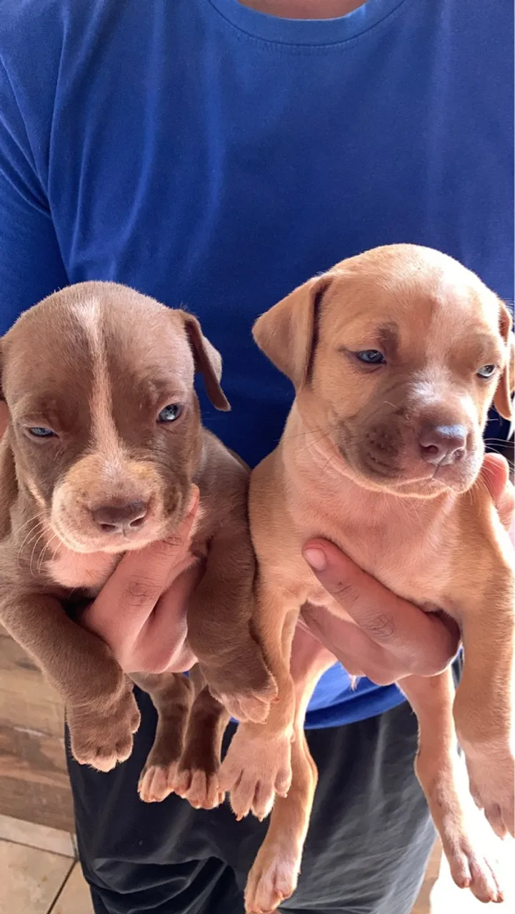 Filhotes de Pitbull