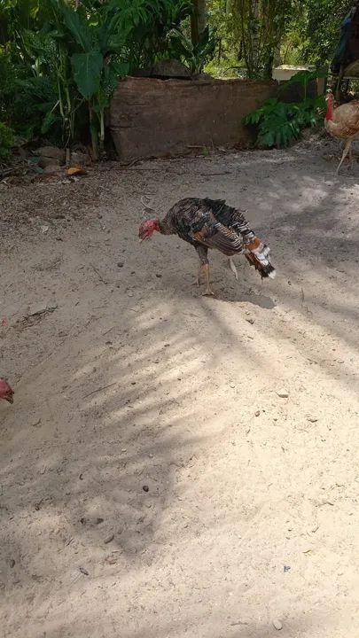 Peru para venda - Foto 2