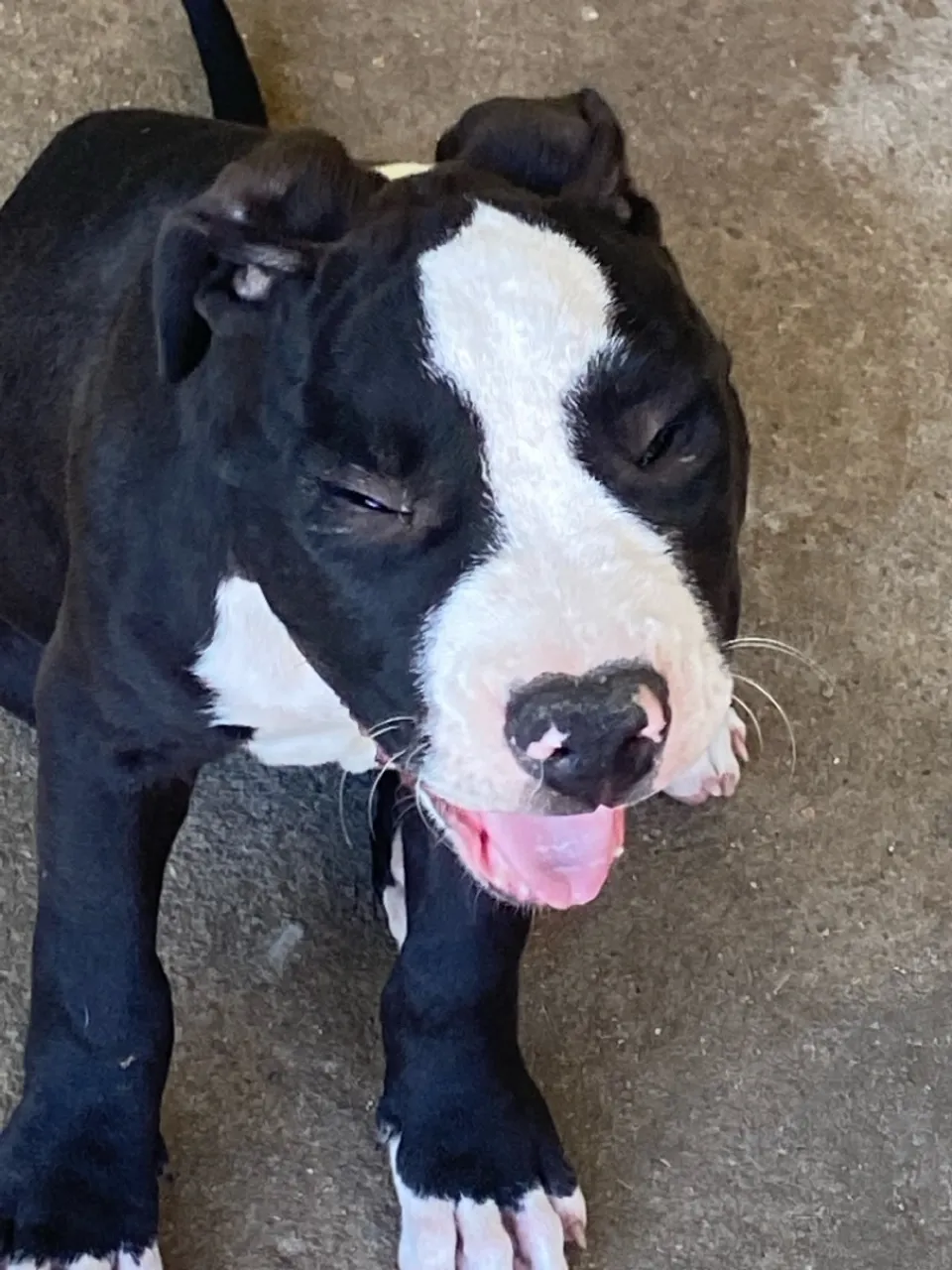 Filhote Pitbull Macho - Pelagem Linda!
