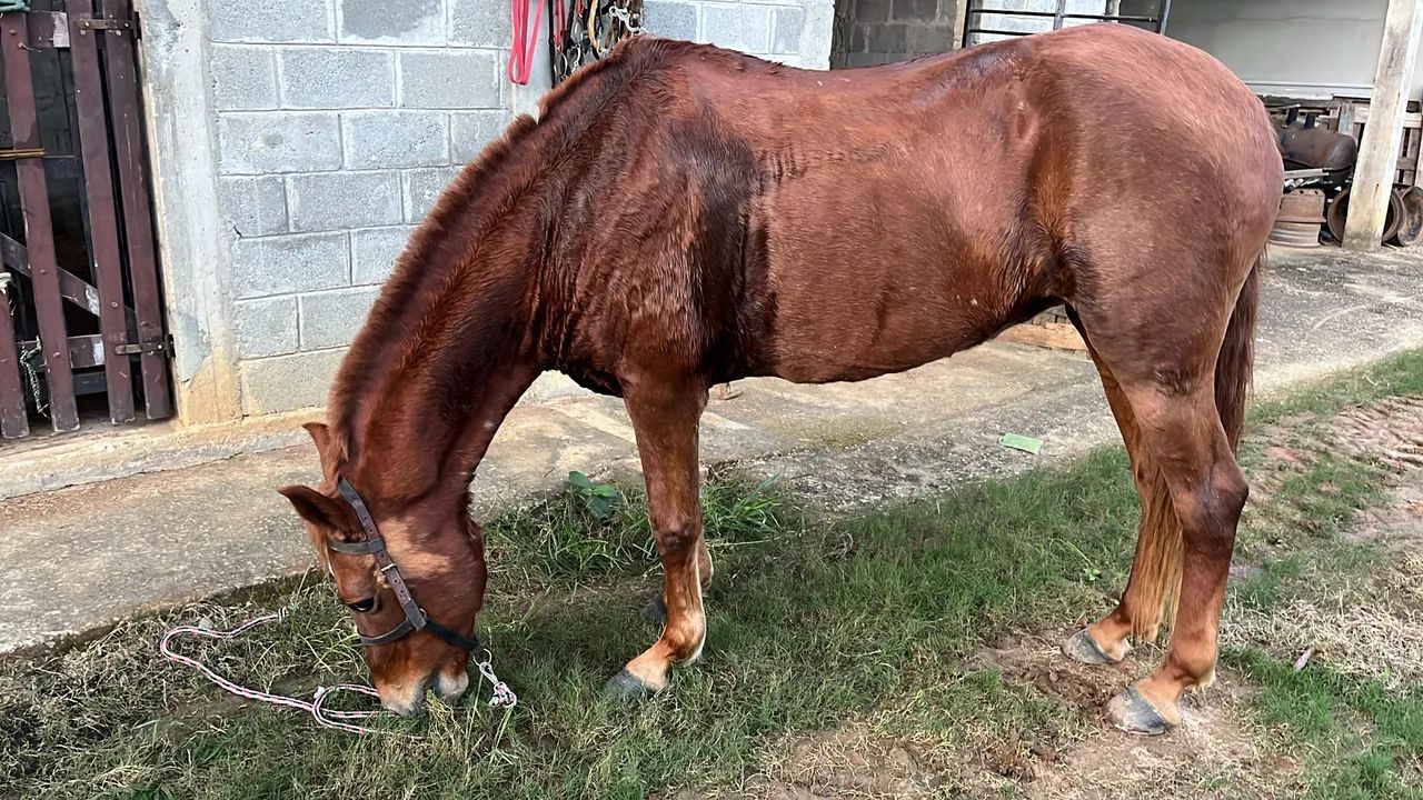 Égua mangalarga marchador  - Foto 3