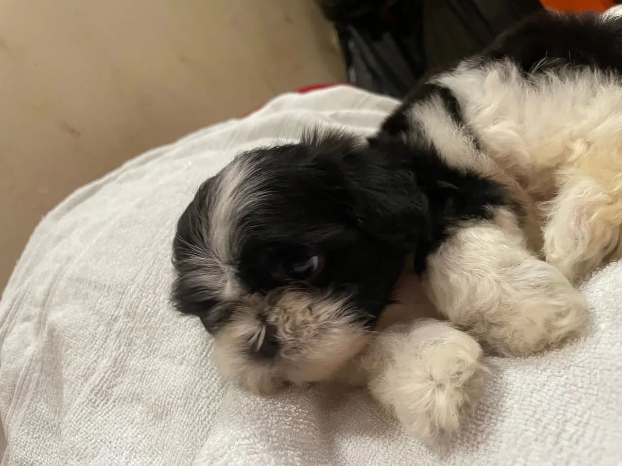 Filhote Shih Tzu para adoção - Foto 5