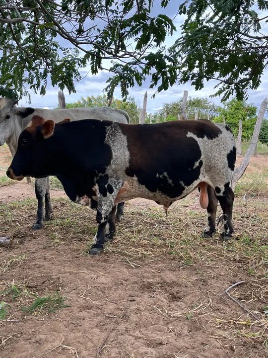 Mine Touro 3 anos e meio. Filho de Touro puro 