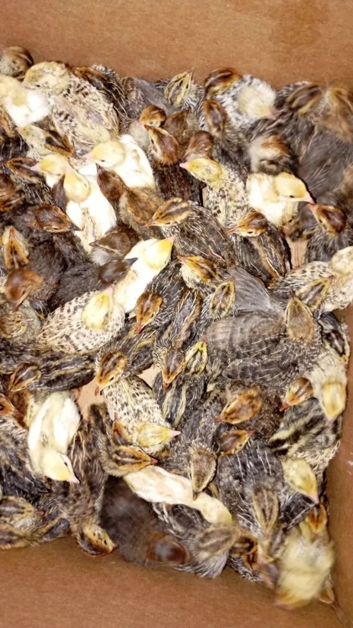Pintinhos d codorna gigante  - Foto 2
