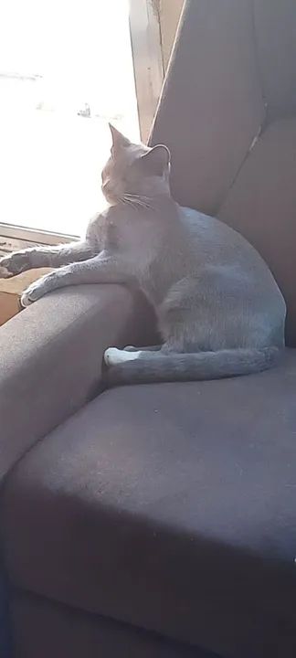 Gato cinza lindo para adoção