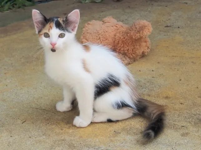 Lindos gatinhos de dois meses e meio - Foto 5