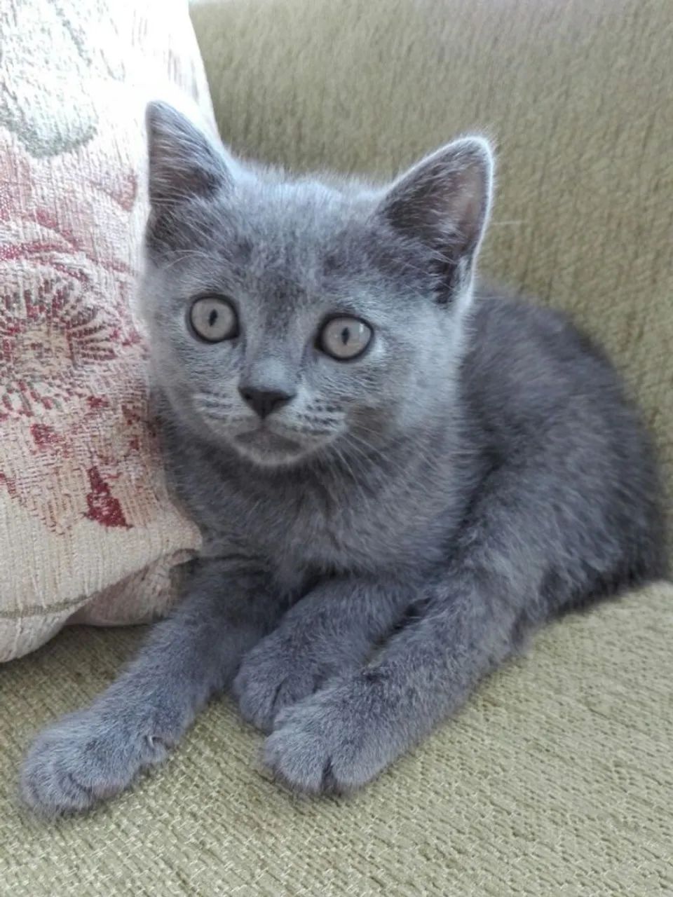 Filhotes de russian blue pronto para receber um novo lar!!! - Foto 3