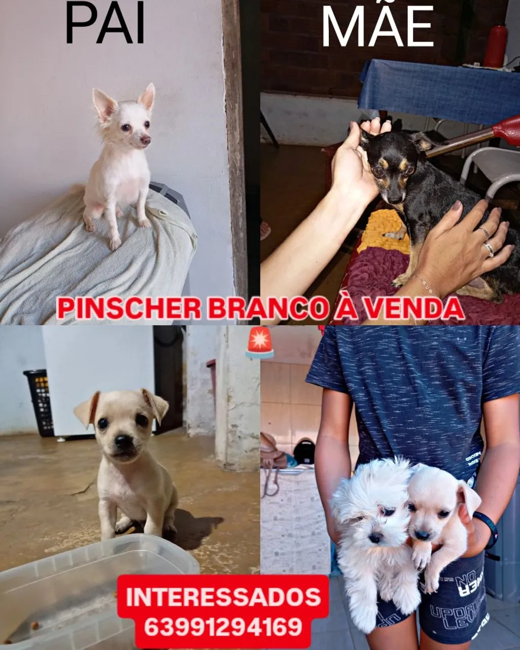 Filhote Pinscher Branco à Venda
