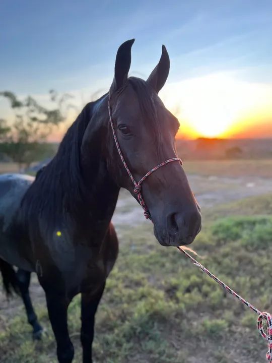 Cavalo Mangalarga Marchador castrado  - Foto 2