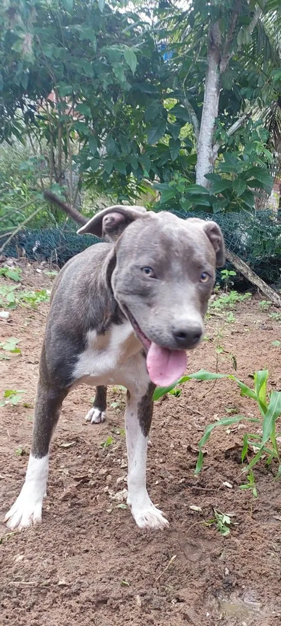 Pitbull para adoção