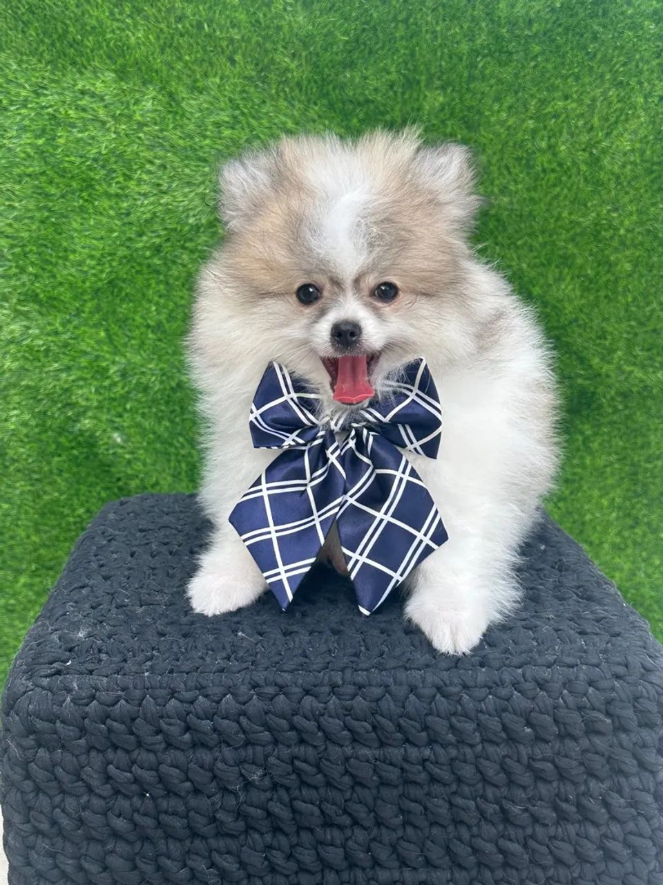 Spitz alemão anão - Foto 6