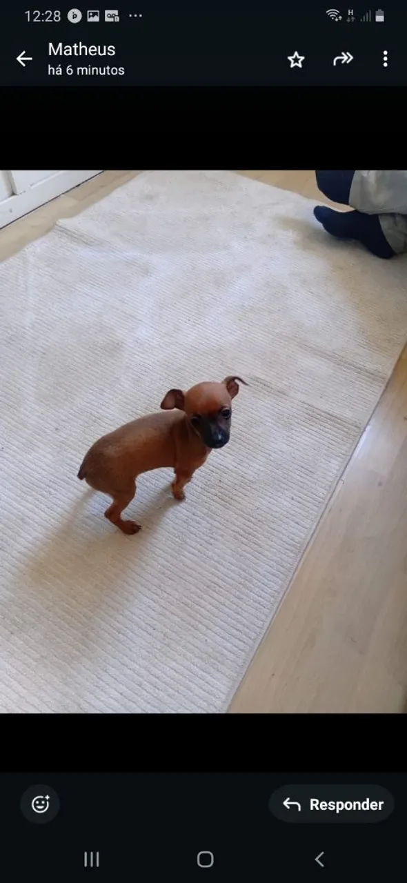 Filhote Pinscher à venda n 1