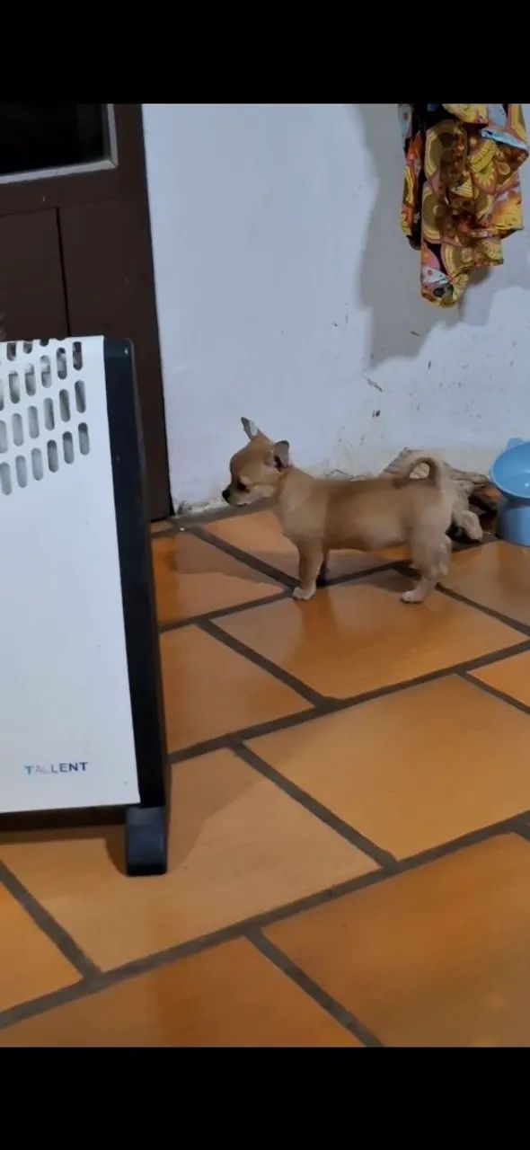 Filhote de Chihuahua fêmeas - Foto 2