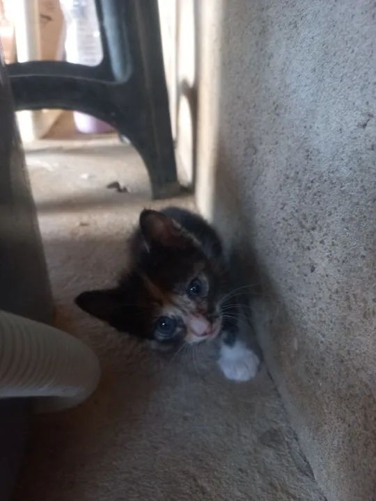 gatinhos fofinhos para adoção! - Foto 3