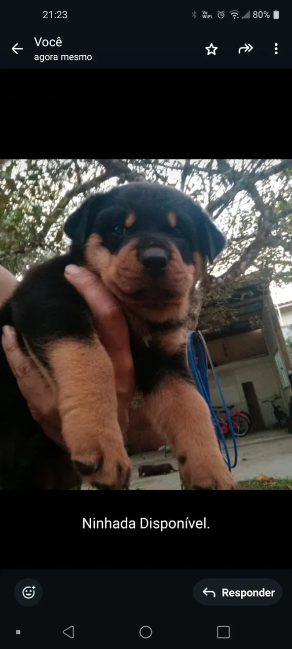 Filhotes de rottweiler